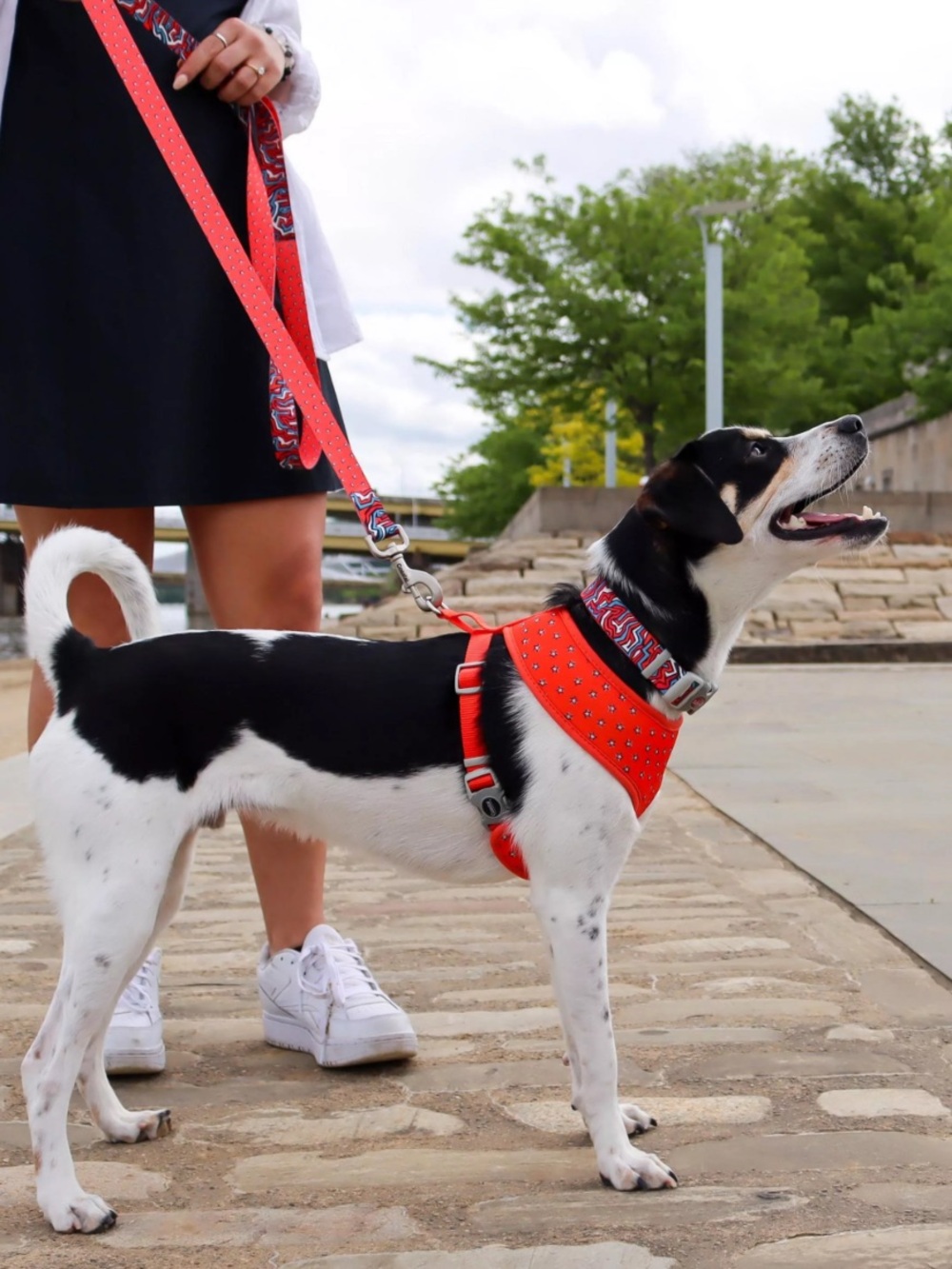 Sublime Reversible Dog Harness by Coastal